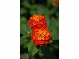 Letničky a balkónové kvety Lantana Calippo Red(1)