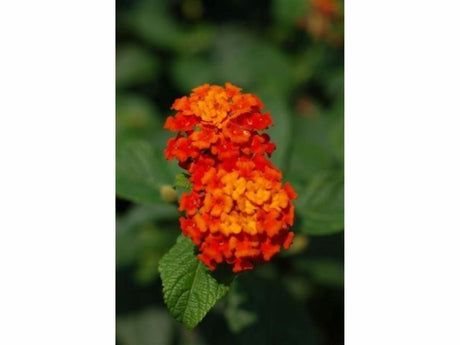 Letničky a balkónové kvety Lantana Calippo Red(1)