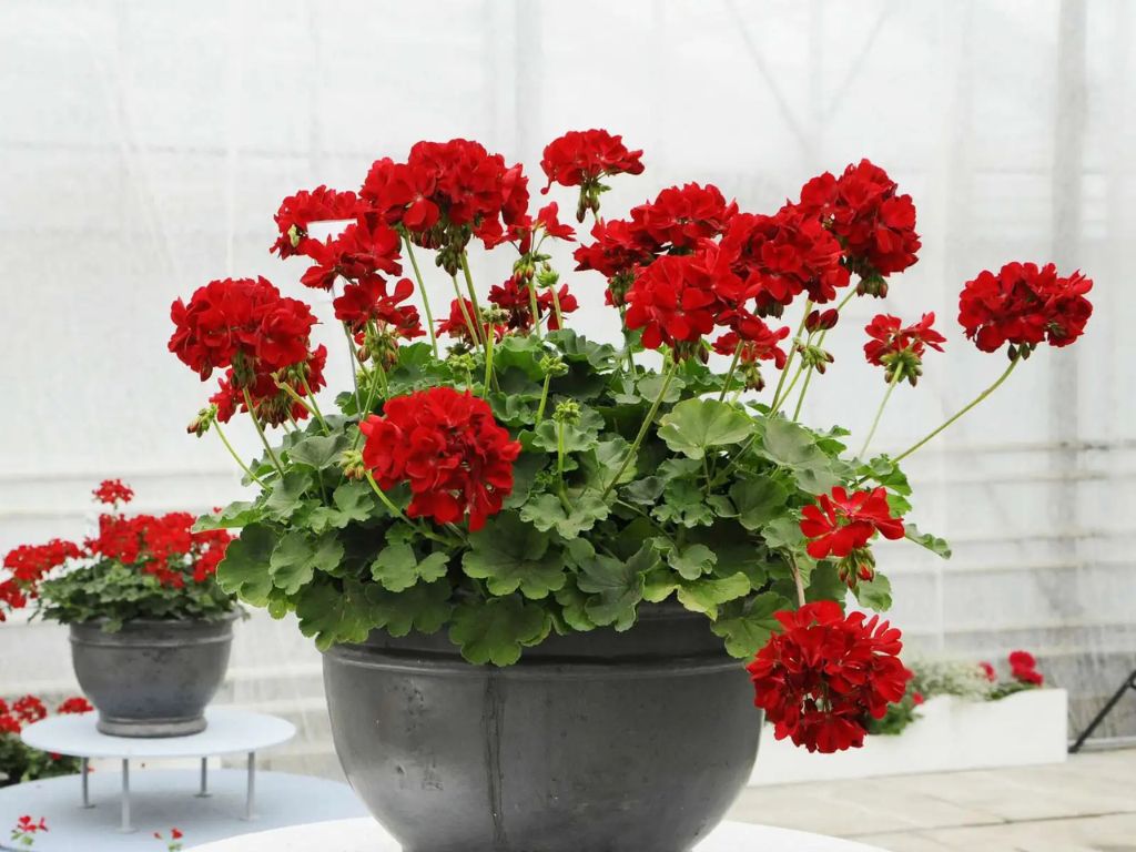 Letničky a balkónové kvety Muškát medzidruhový Champion Red Improved