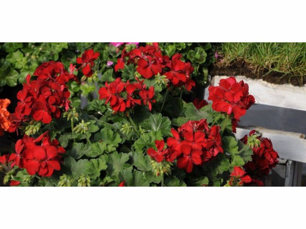 Letničky a balkónové kvety Muškát medzidruhový Champion Red Improved(2)