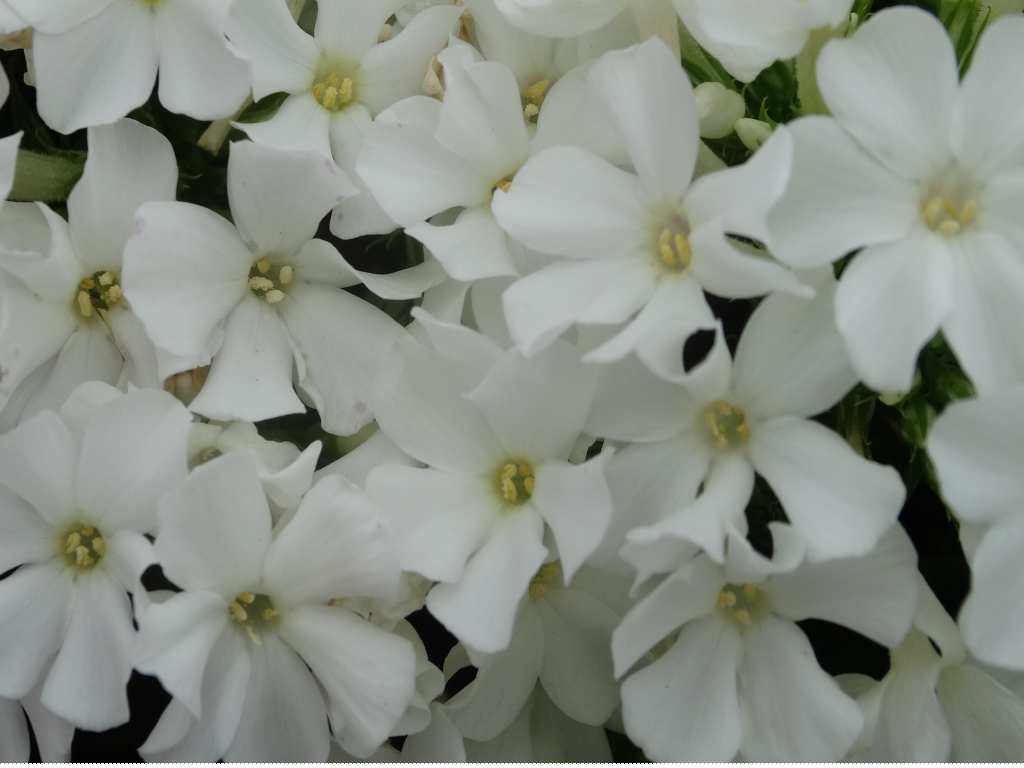 earlywhite4