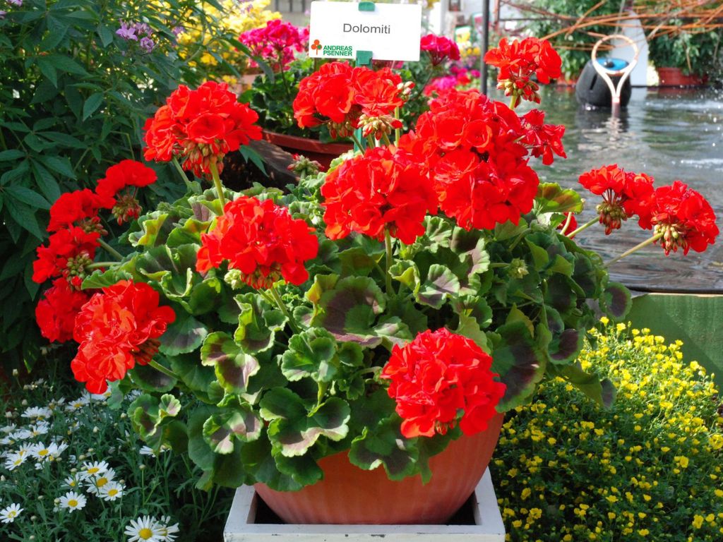 Muškát vzpriamený Dolomites Classic Red - Pelargonia, kont. 0,7 l