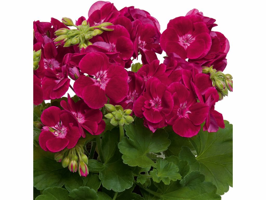 Letničky a balkónové kvety Muškát vzpriamený Flower Fairy Velvet(2)