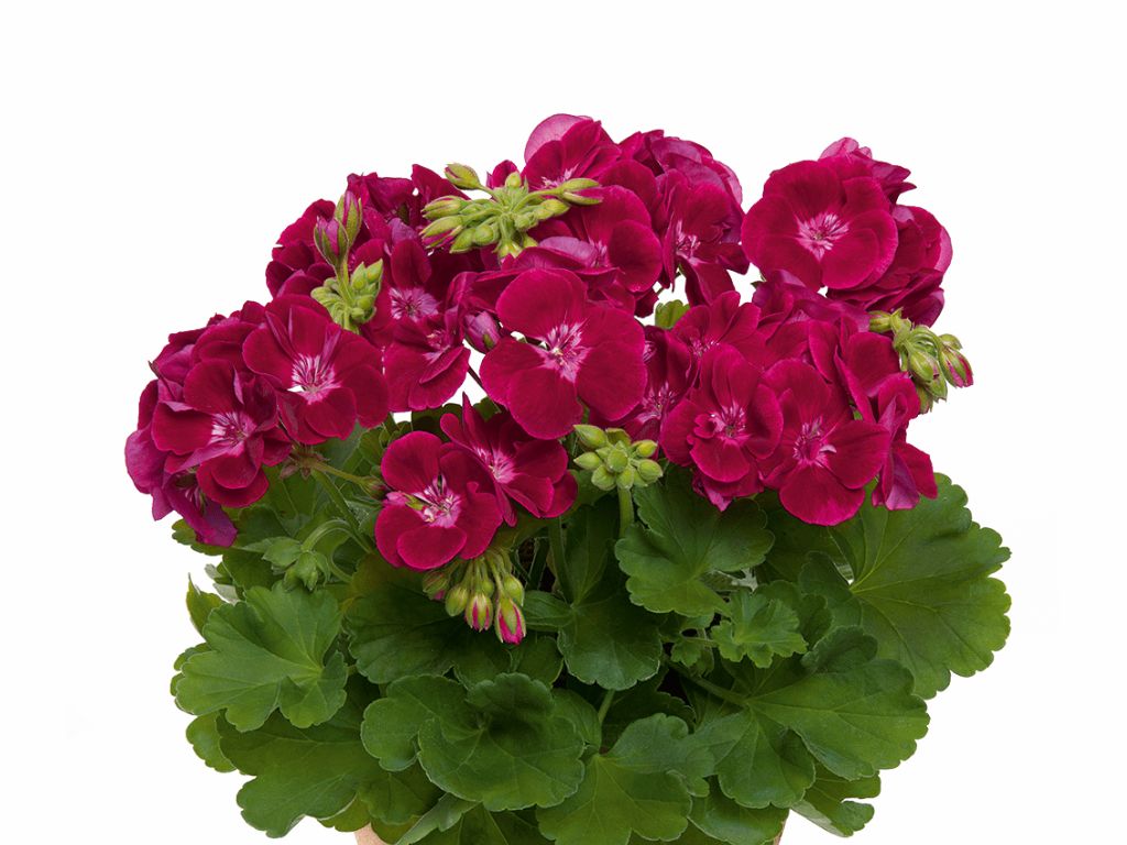 Letničky a balkónové kvety Muškát vzpriamený Flower Fairy Velvet