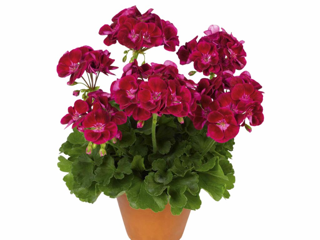 Letničky a balkónové kvety Muškát vzpriamený Flower Fairy Velvet(3)