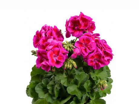 Letničky a balkónové kvety Muškát vzpriamený Flower Fairy Violet(4)