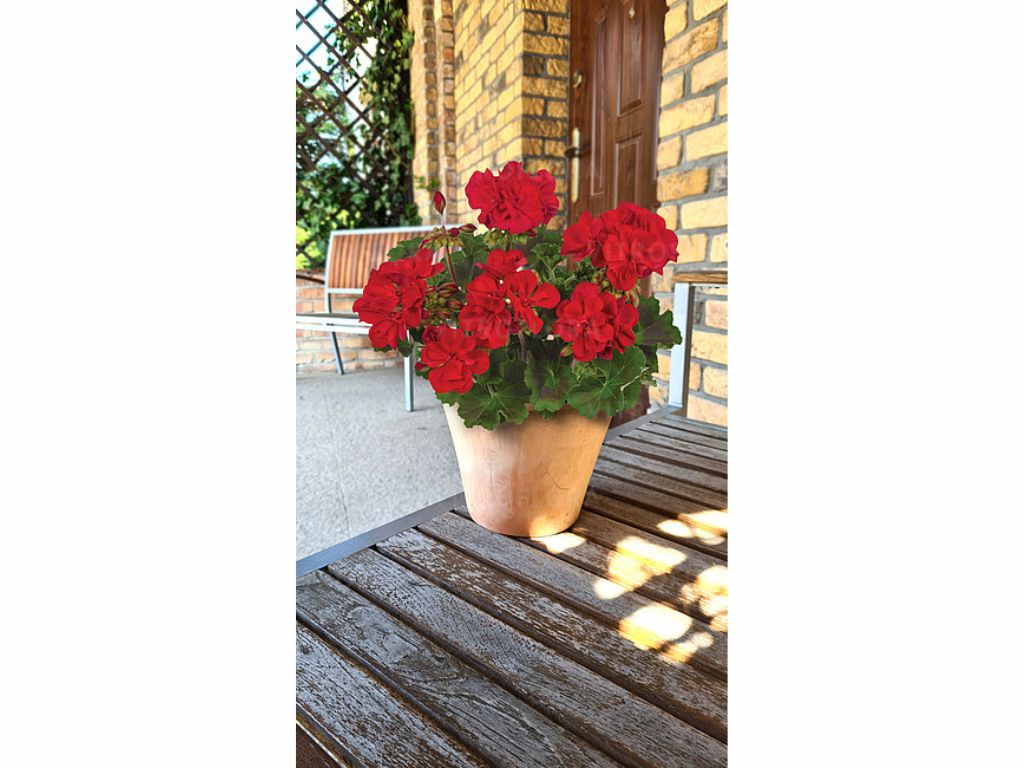 Letničky a balkónové kvety Muškát vzpriamený Trendix Dark Red(2)