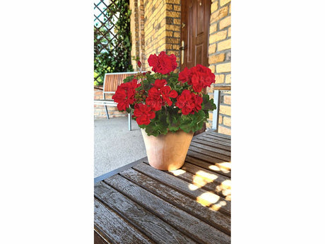 Letničky a balkónové kvety Muškát vzpriamený Trendix Dark Red(2)