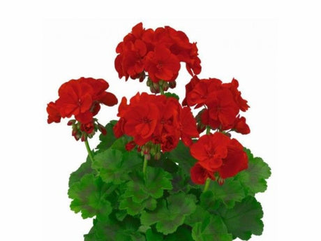 Letničky a balkónové kvety Muškát vzpriamený Trendix Dark Red(3)