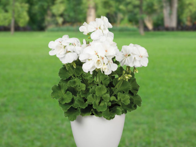 Letničky a balkónové kvety Muškát vzpriamený White Ice