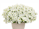 Letničky a balkónové kvety Petúnia Supertunia Vista Snow Drift