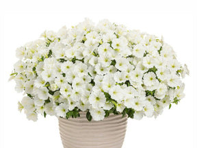 Letničky a balkónové kvety Petúnia Supertunia Vista Snow Drift