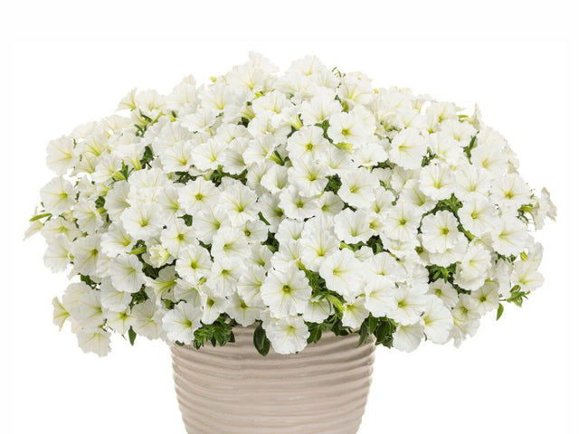 Letničky a balkónové kvety Petúnia Supertunia Vista Snow Drift