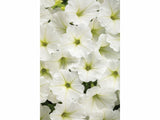Letničky a balkónové kvety Petúnia Supertunia Vista Snow Drift(5)