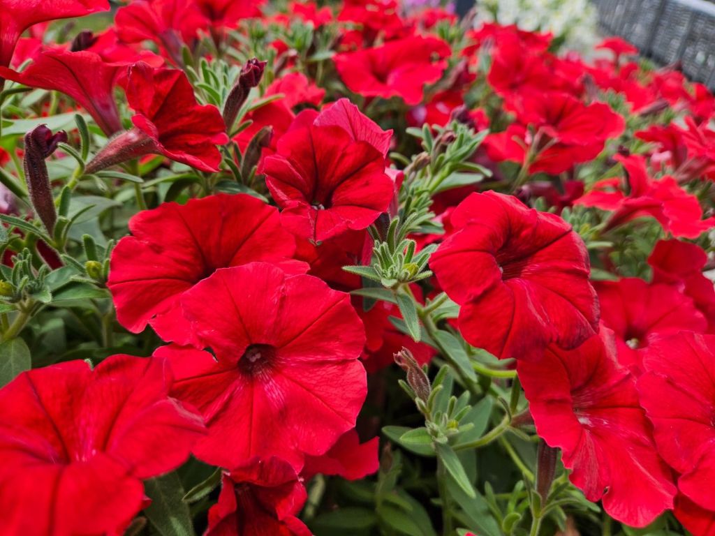 Letničky a balkónové kvety Petúnia Supertunia Vista Strawberry(3)