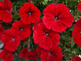 Letničky a balkónové kvety Petúnia Supertunia Vista Strawberry(2)