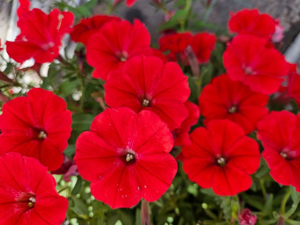 Letničky a balkónové kvety Petúnia Supertunia Vista Strawberry(1)