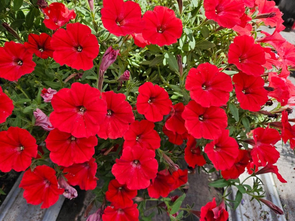 Letničky a balkónové kvety Petúnia Supertunia Vista Strawberry
