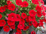 Letničky a balkónové kvety Petúnia Supertunia Vista Strawberry