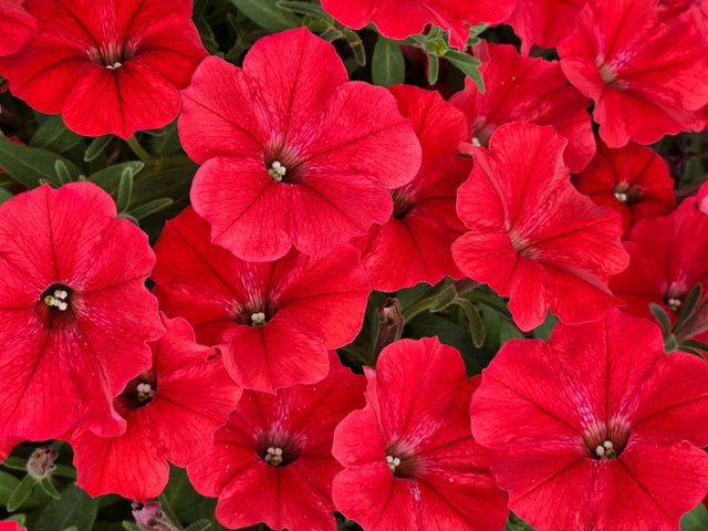 Letničky a balkónové kvety Petúnia Supertunia Vista Strawberry(4)