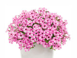 Letničky a balkónové kvety Petúnia Supertunia Vista Mini Vista Pink Star