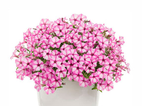 Letničky a balkónové kvety Petúnia Supertunia Vista Mini Vista Pink Star