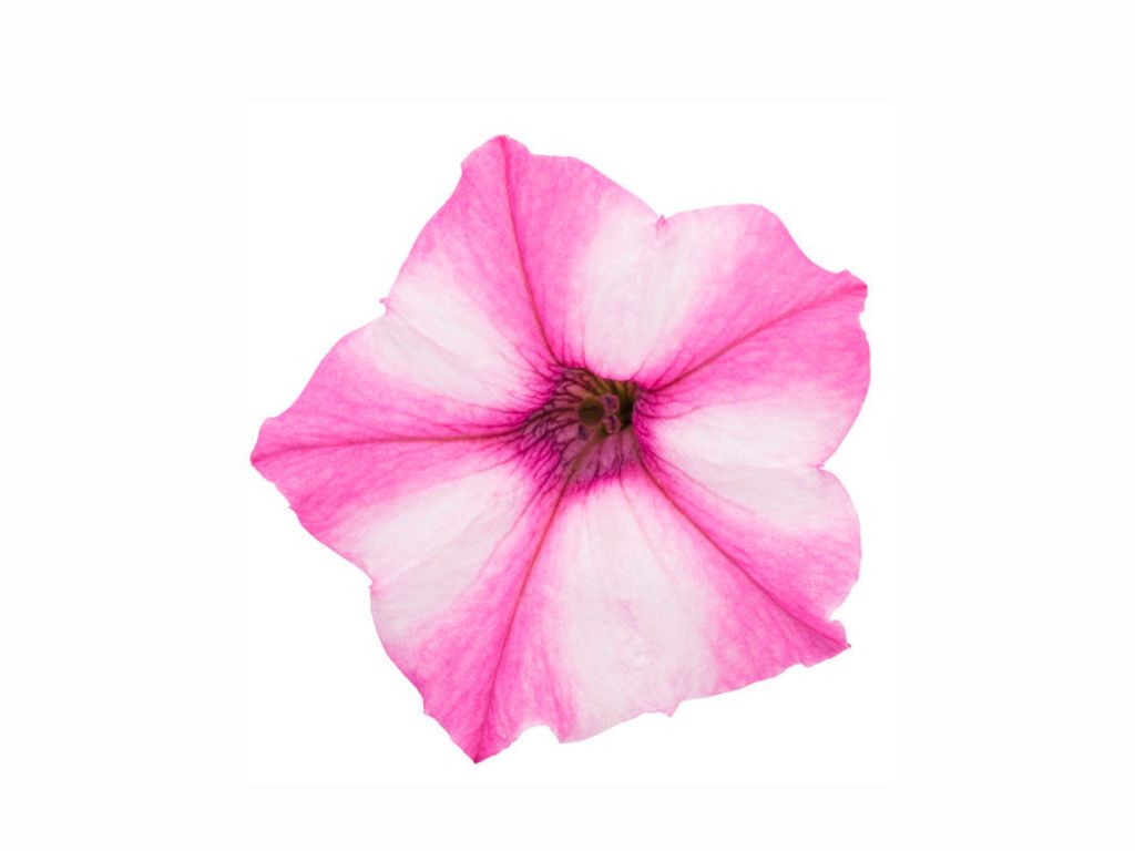 Letničky a balkónové kvety Petúnia Supertunia Vista Mini Vista Pink Star(2)