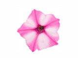 Letničky a balkónové kvety Petúnia Supertunia Vista Mini Vista Pink Star(2)