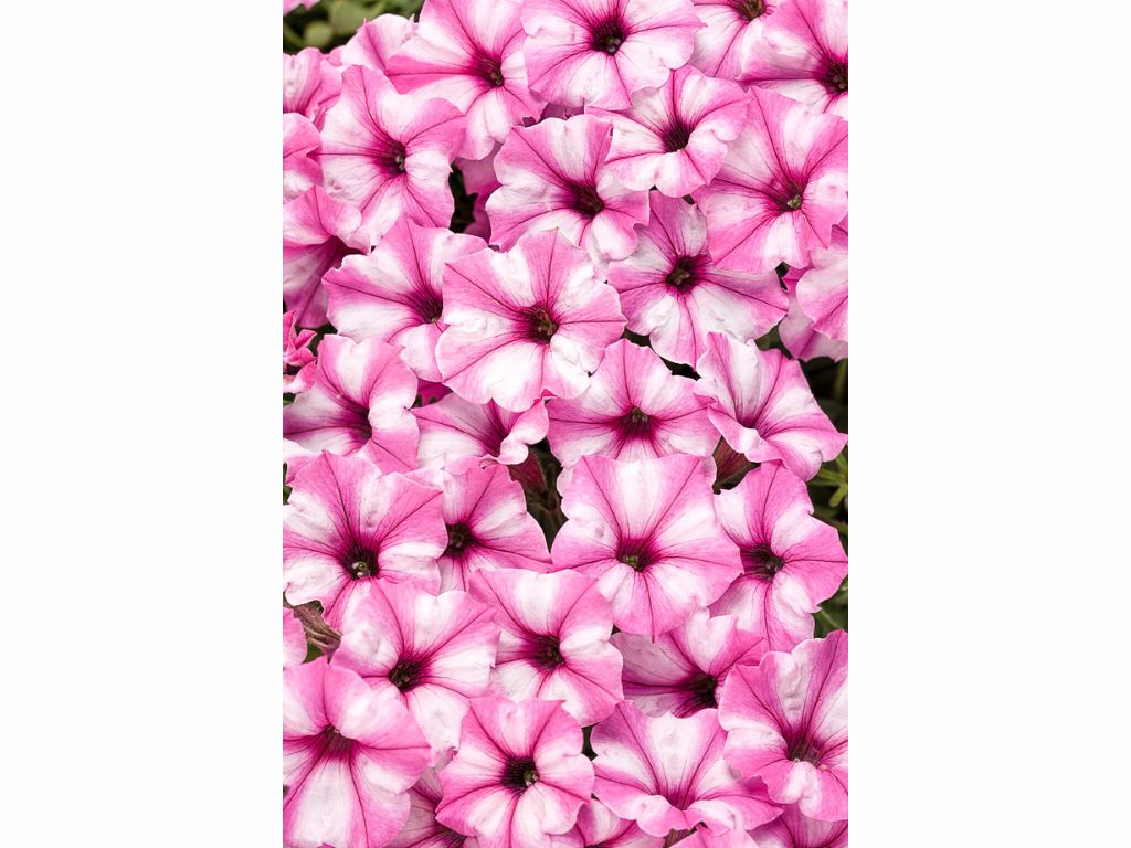Letničky a balkónové kvety Petúnia Supertunia Vista Mini Vista Pink Star(1)