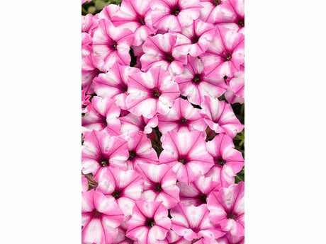 Letničky a balkónové kvety Petúnia Supertunia Vista Mini Vista Pink Star(1)