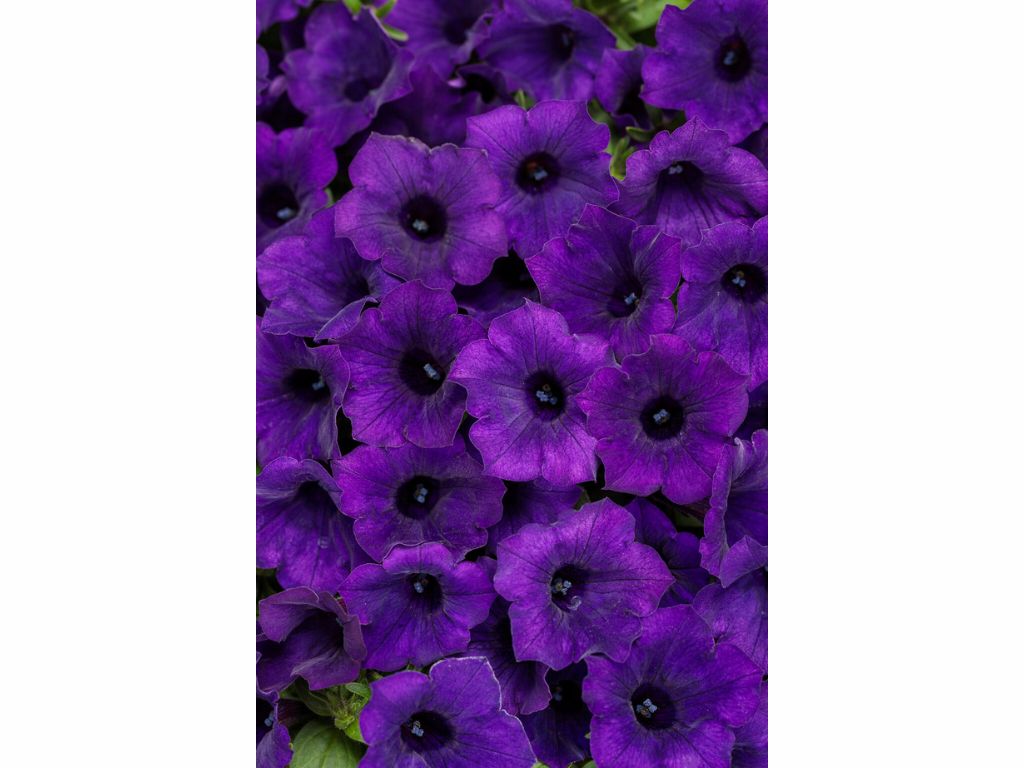 Letničky a balkónové kvety Petúnia Supertunia Vista Mini Vista Ultramarine(1)