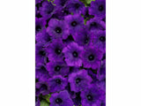 Letničky a balkónové kvety Petúnia Supertunia Vista Mini Vista Ultramarine(1)