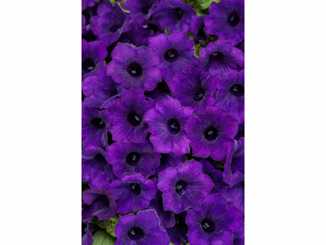 Letničky a balkónové kvety Petúnia Supertunia Vista Mini Vista Ultramarine(1)