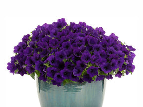 Letničky a balkónové kvety Petúnia Supertunia Vista Mini Vista Ultramarine