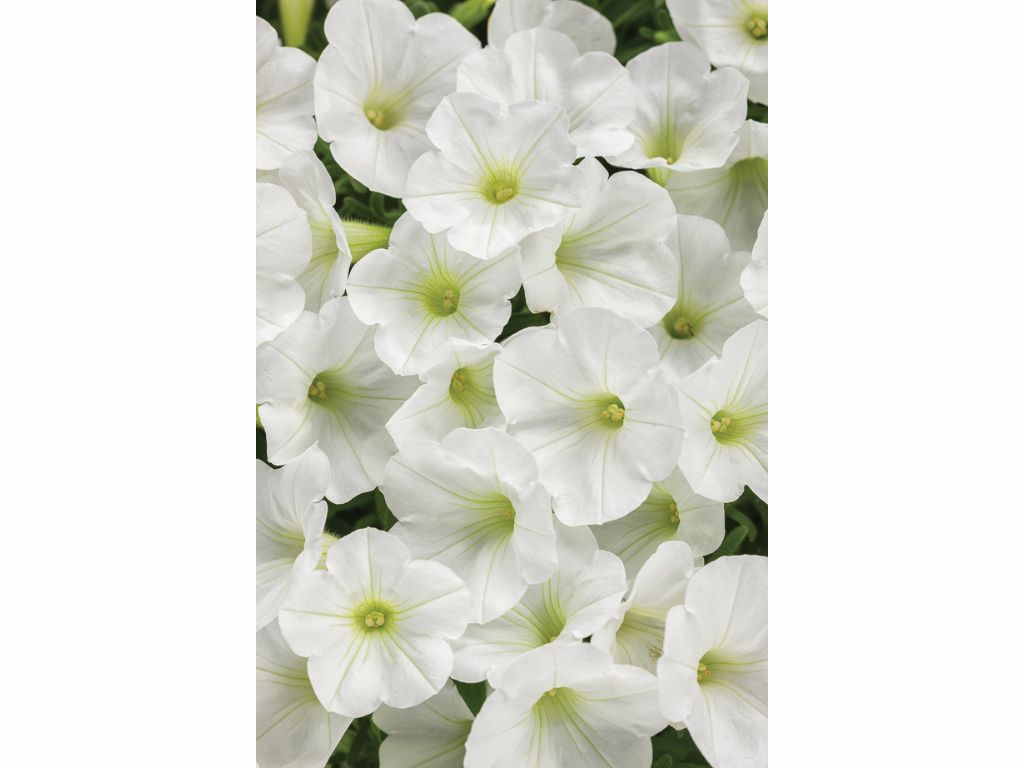 Letničky a balkónové kvety Petúnia Supertunia Vista Mini Vista White(1)
