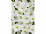Letničky a balkónové kvety Petúnia Supertunia Vista Mini Vista White(1)