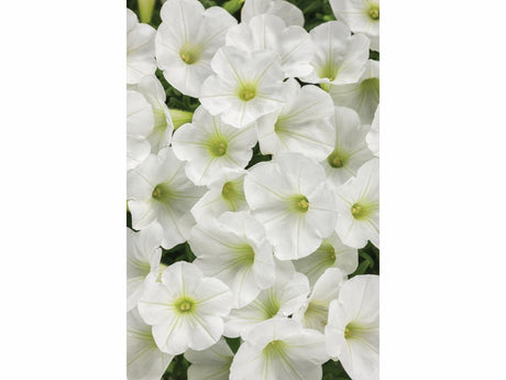 Letničky a balkónové kvety Petúnia Supertunia Vista Mini Vista White(1)