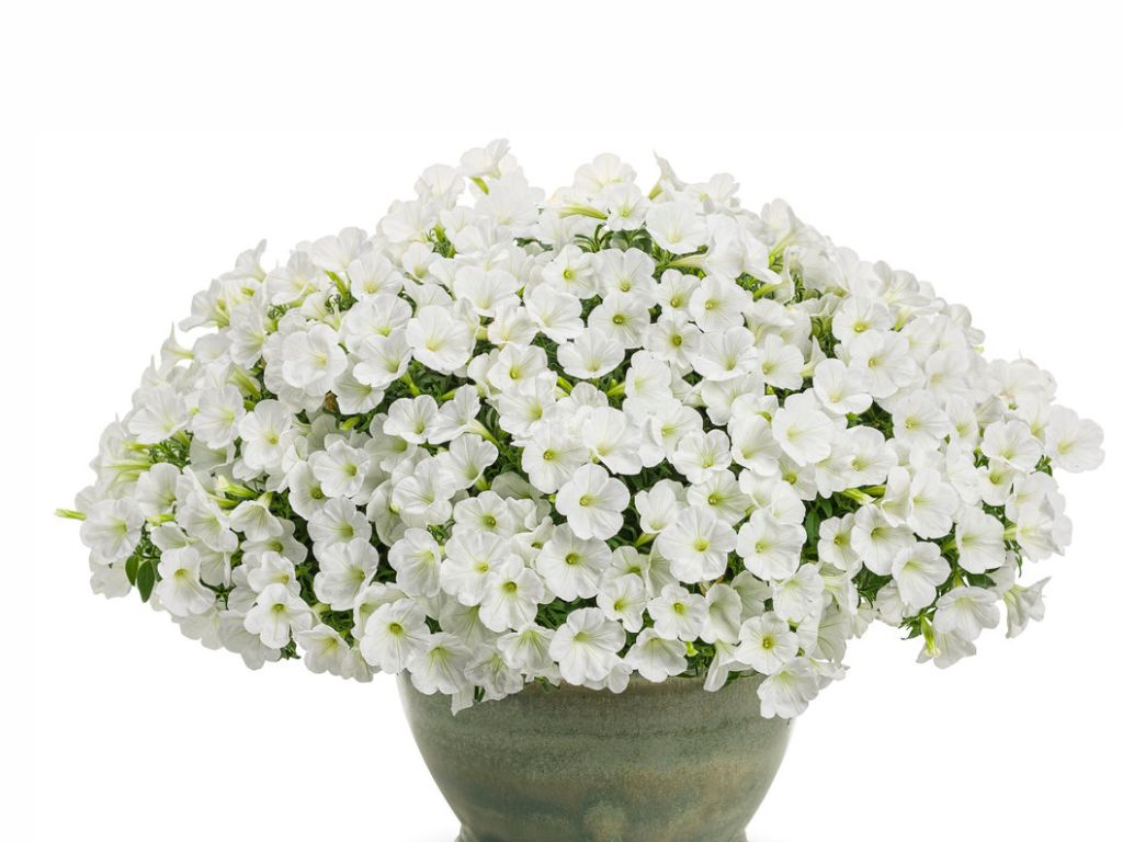 Letničky a balkónové kvety Petúnia Supertunia Vista Mini Vista White