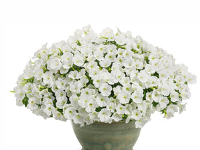 Letničky a balkónové kvety Petúnia Supertunia Vista Mini Vista White