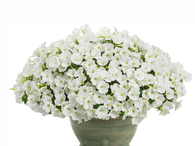 Letničky a balkónové kvety Petúnia Supertunia Vista Mini Vista White