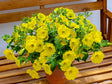 Letničky a balkónové kvety Petúnia Surfinia Dark Yellow Morn