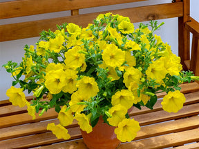 Letničky a balkónové kvety Petúnia Surfinia Dark Yellow Morn