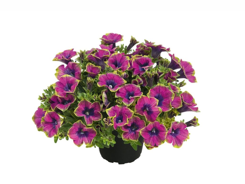 Letničky a balkónové kvety Petúnia Veranda Little Picasso(2)