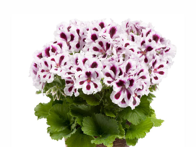 Letničky a balkónové kvety Muškát veľkokvetý Aristo Purple Stripes