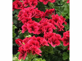 Letničky a balkónové kvety Muškát veľkokvetý Aristo Bright Red(2)