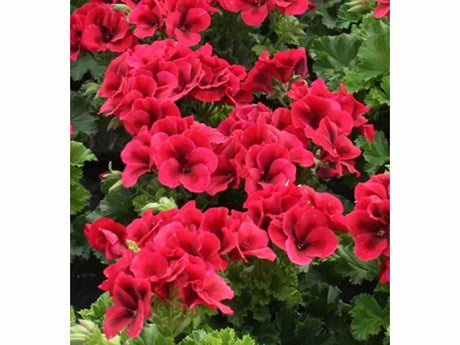 Letničky a balkónové kvety Muškát veľkokvetý Aristo Bright Red(2)