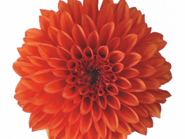 Letničky a balkónové kvety Georgína Imagine Midi Orange(1)