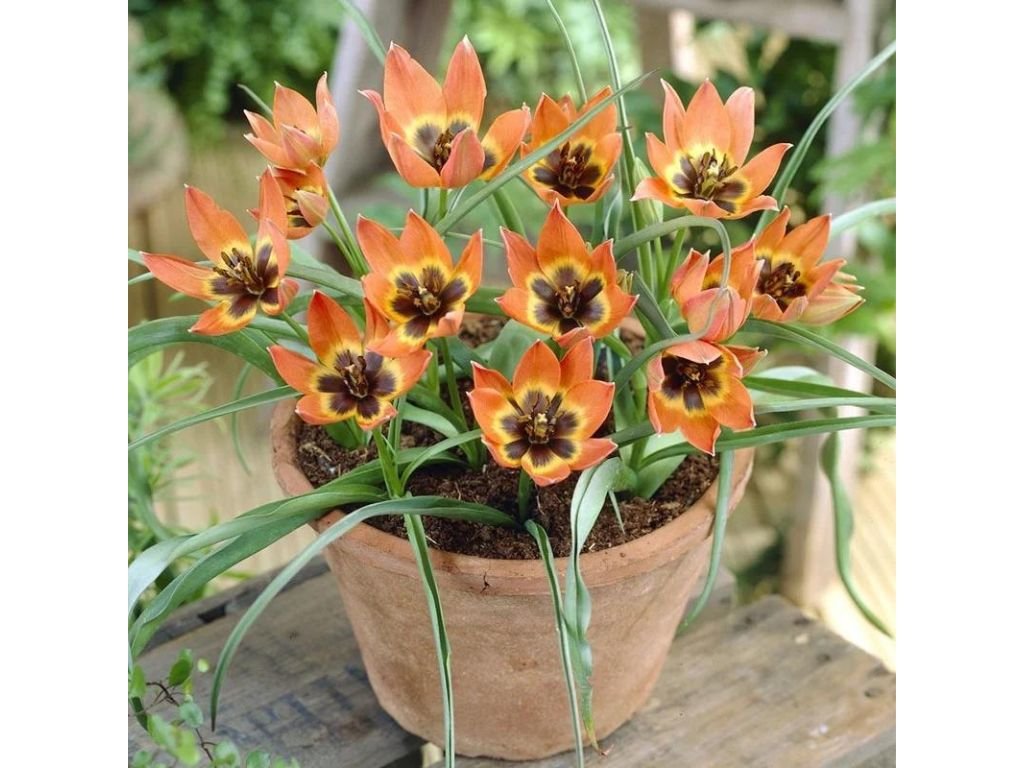 Tulipán Little Princess 3 ks v kont. 0,5 l