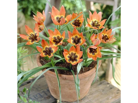 Tulipán Little Princess 3 ks v kont. 0,5 l