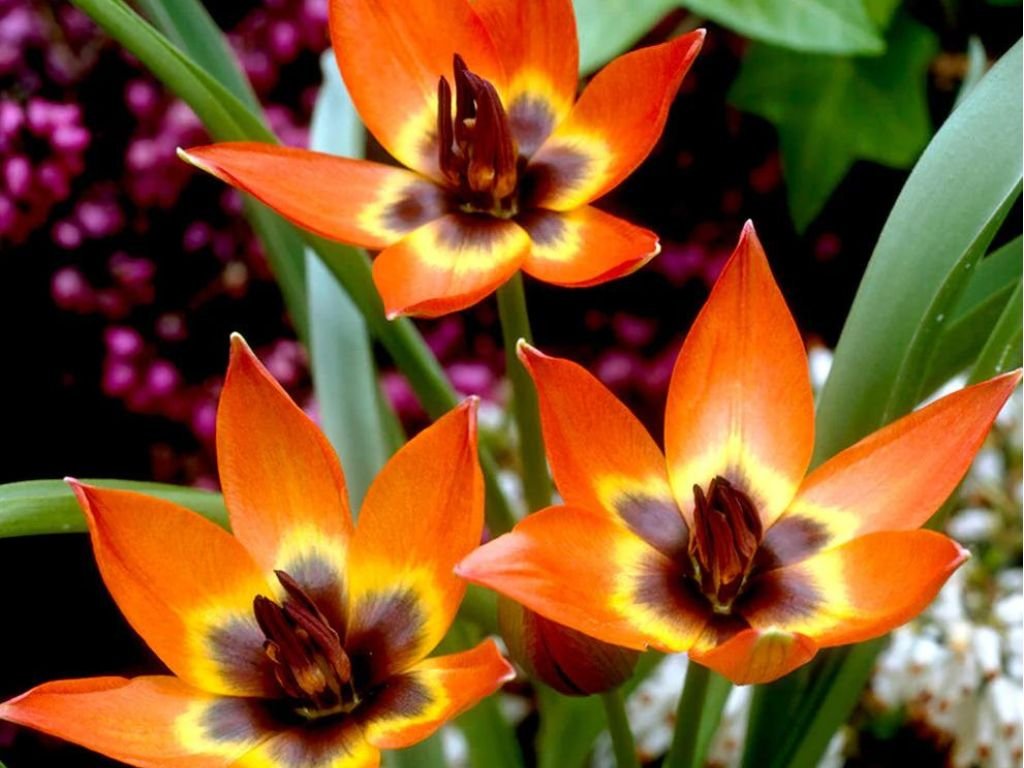 Tulipán Little Princess 3 ks v kont. 0,5 l